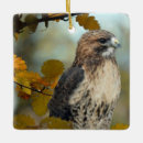 Search for red tail hawk christmas tree decorations Bird of prey