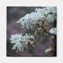 Search for magnolia magnets Flowers
