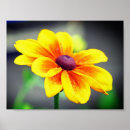 Search for single flower posters Floral