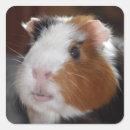 Search for funny pig stickers Pet