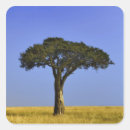 Search for masai stickers Acacia