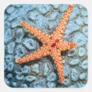 Search for underwater photography stickers Reef