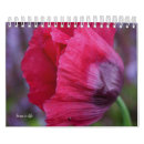 Search for poppy flower Pink