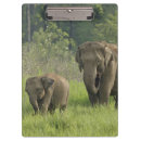 Search for environment clipboards Forest