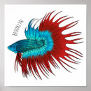 Search for betta fish art Siamese fighting fish