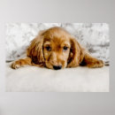 Search for cockerals posters Pet