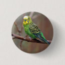 Search for parrot badges Budgerigar