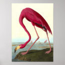 Search for american flamingo posters Nature