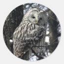 Search for bird watching stickers Owl