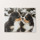 Search for bernese mountain dog puzzles Black