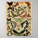 Search for papillons posters Nature