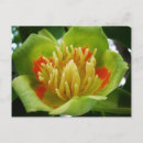 Search for tulip tree postcards Flower
