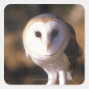 Search for barn owl stickers Animal