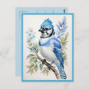 Search for blue jay bird postcards Wildlife