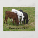 Search for herd postcards Cattle
