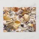 Search for mollusks postcards Ocean