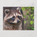 Search for forest creatures postcards Racoon