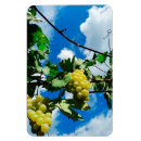 Search for harvest magnets Fruits