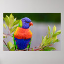Search for lorikeets posters Wildlife