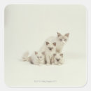 Search for ragdoll cat stickers Cute