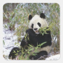 Search for giant panda stickers Snow