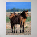 Search for mustang posters Animal