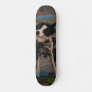 Search for doggies skateboards Beach