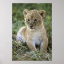 Search for african lion posters Cat