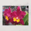 Search for cattleya orchid postcards Nature