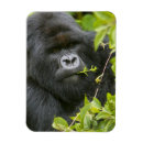 Search for silverback gorilla magnets Species