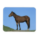 Search for mustang magnets Equestrian