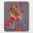 Search for cardinalis North america