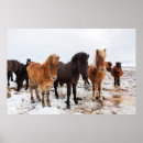 Search for caballus posters Farm
