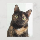 Search for tortoiseshell postcards Tortie