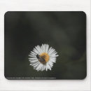 Search for asters electronics Flower