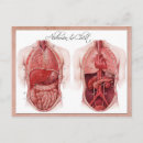 Search for anatomy postcards Internal