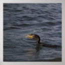 Search for crested posters Birds