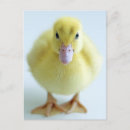 Search for cute baby animals postcards Cuddly