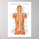 Search for internal organs posters Human