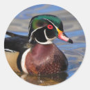 Search for wood duck stickers Waterfowl