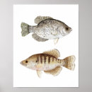 Search for crappie posters Bass