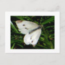 Search for white butterfly postcards Animals