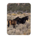 Search for mustangs magnets Desert