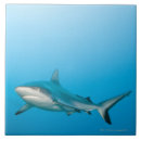 Search for shark tiles Sealife