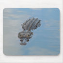 Search for alligators electronics Wildlife
