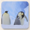 Search for chick coasters Snow