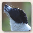 Search for border collie coasters Outdoors