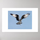 Search for osprey posters Birds