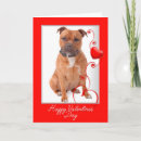 Search for staffy cards Staffordshire bull terrier