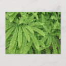 Search for woodland plants postcards Nature